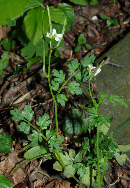 Crucifere dall'' Umbria - Cardamine graeca e C. hirsuta